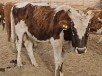公牛, Cattle — 照片 2