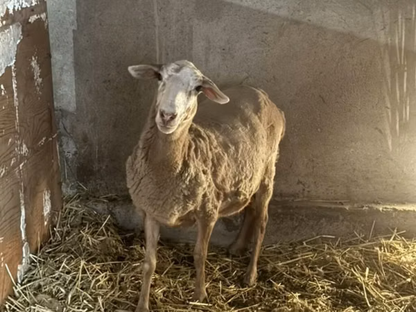 Sheep, Rhon sheep — Kyrgyzstan