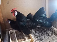 Chickens — عکس 6
