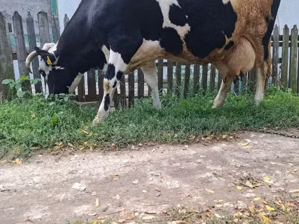 Cow, Russian Black pied cattle