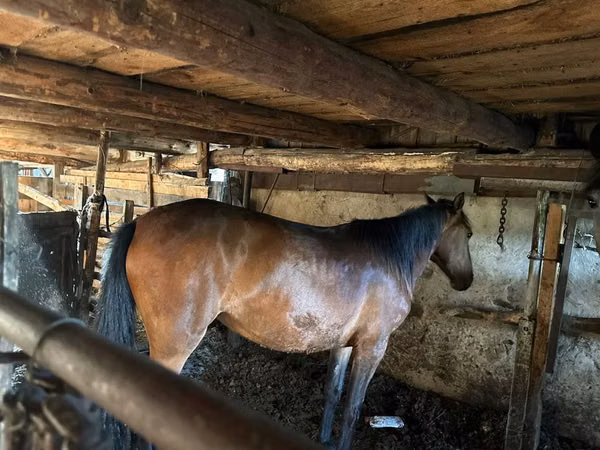 Mare, Horses — Kazakhstan