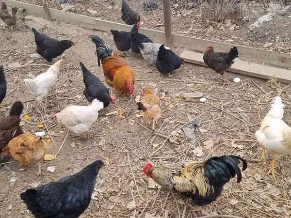 Chickens — Kyrgyzstan