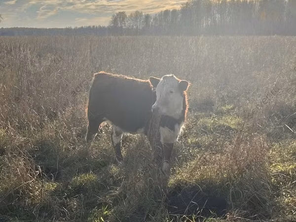 母牛, Russian Black pied cattle