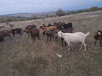 Goat, Goats — photo 1