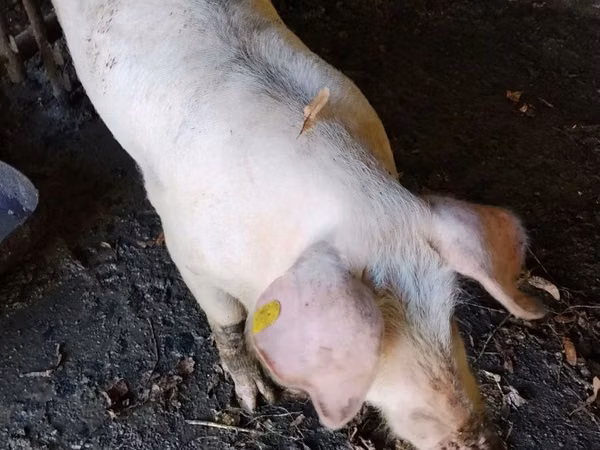 Boar,  — Moldova