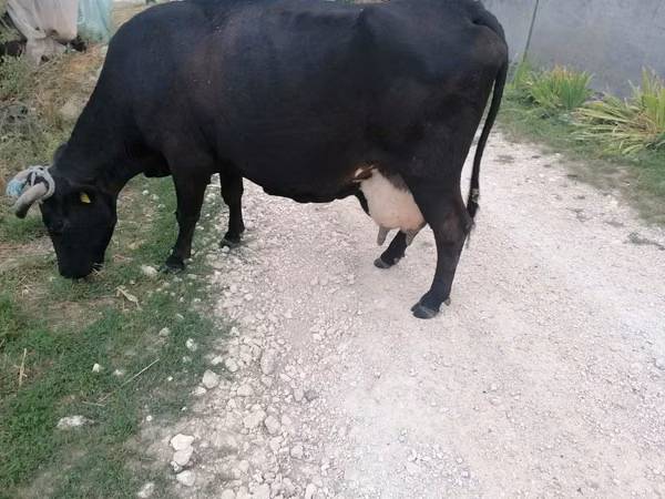 Cow, Cattle — Moldova