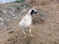 የጎትት አውራ በግ, Sheep — ፎቶ 7