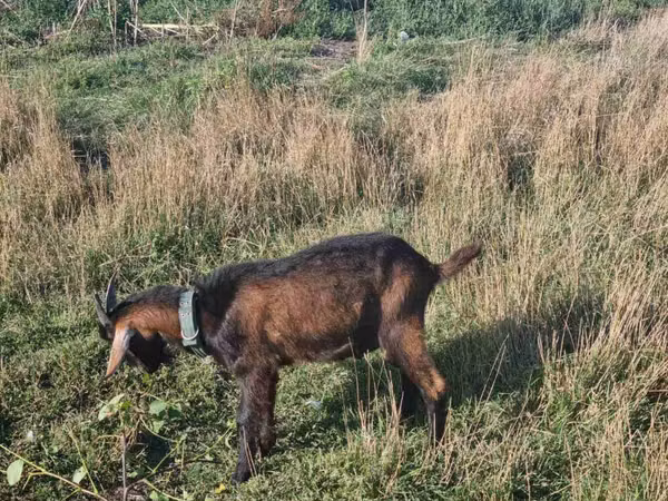 Billy Goat, Goats — Moldova