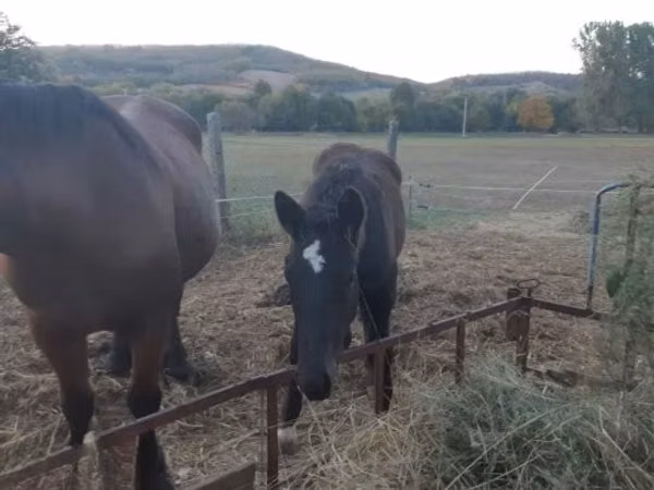 Horse (M), Horses — Hungary