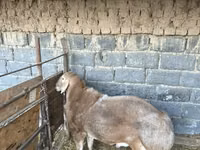 公羊, Sheep — 照片 3