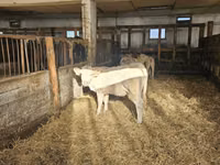 Гов, Charolais cattle — акс 3