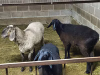 Biri-biri betina, Sheep — foto 2