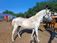 Horse (M), Lipizzaner — photo 3