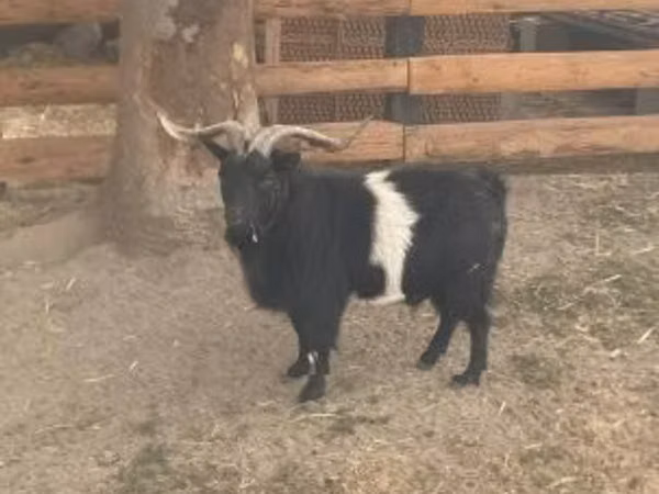 Billy Goat, Goats — Hungary