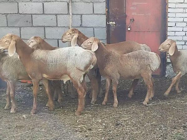 میش, Arashan sheep