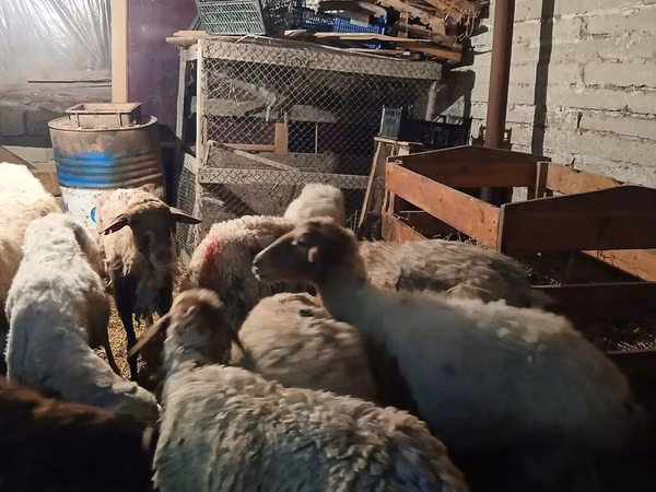 Biri-biri betina, Sheep