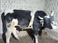 Bull, Cattle — photo 3