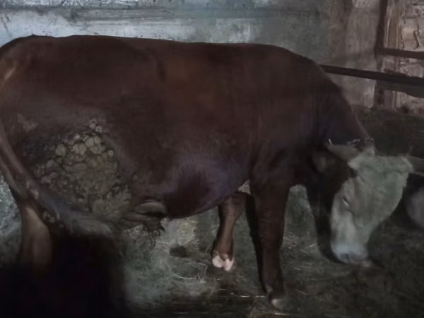 公牛, Kazakh White-headed cow — 哈萨克斯坦