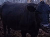 Cow, Swiss cattle — photo 3