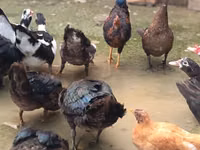 Ducks — foto 4