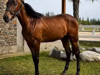 Kuda jantan, Anglo-Arabian — foto 2