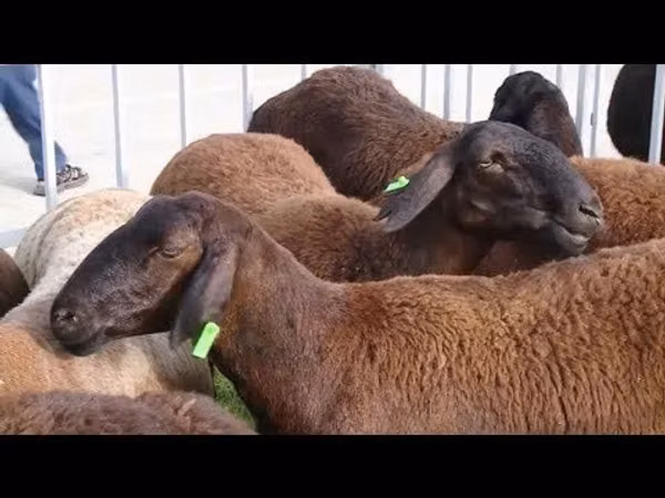 Ram, Sheep — Kazakhstan