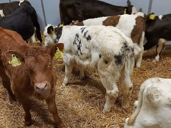 Үхэр (бүлэг, хүйс заагаагүй), Simmental cattle