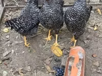 Chickens — լուսանկար 4