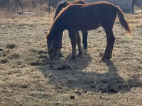 公马, Horses — 照片 2