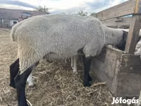 Ram, White Suffolk sheep — photo 2