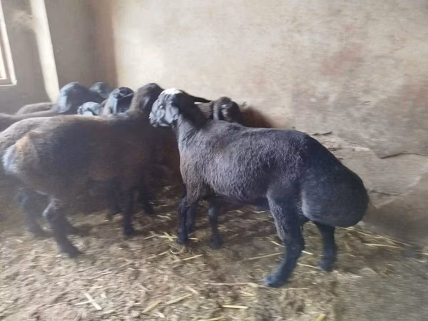 Ram, Sheep — Uzbekistan