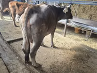 Vaca, Latvian Blue cattle — foto 6