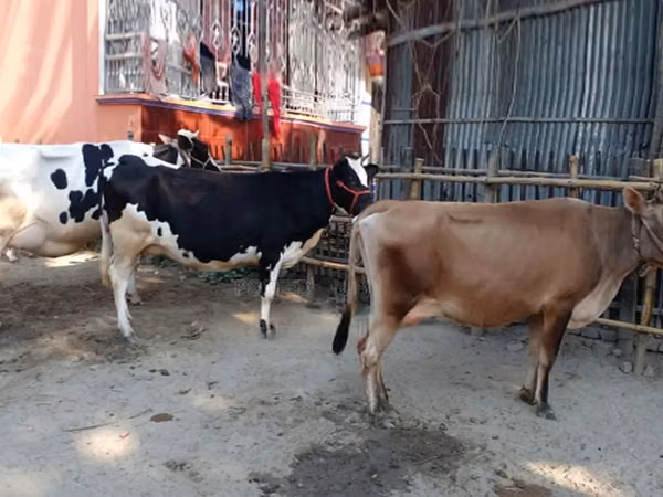 பசு, பிஃபாலோ — பங்களாதேஷ்