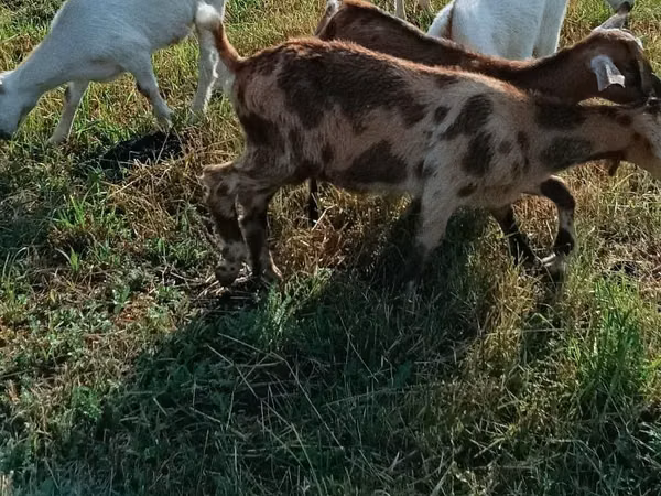 Goat, Goats — Moldova