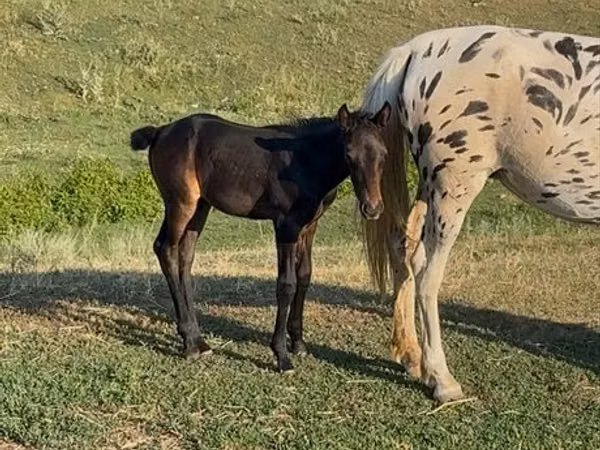 Horse (M), Horses