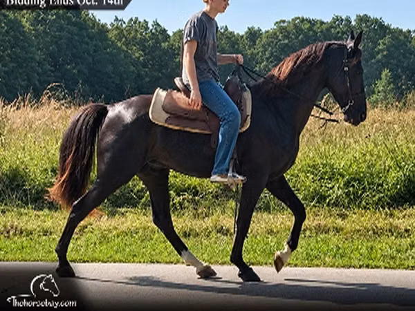 Horse (M), Tennessee Walking Horse
