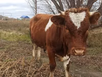 Touro, Simmental cattle — foto 1