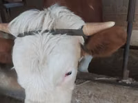 Banteng, Holstein breed — foto 6