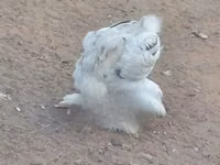 Brahma — foto 2
