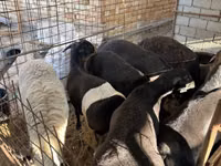 قوچ, Rhon sheep — عکس 2