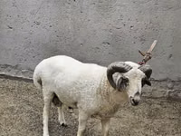 Кочкор, Койлор — сүрөт 2