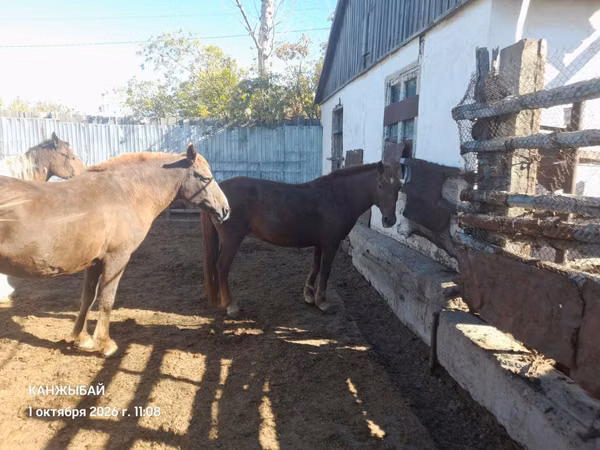 Mare, Horses — Kazakhstan