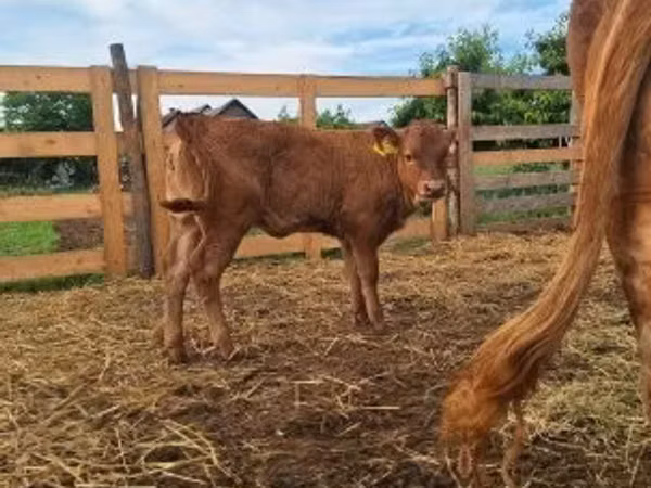 Krava, Simmental cattle — Maďarsko