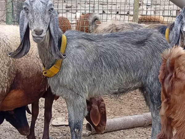 ছাগী, Damask goat
