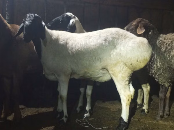 Ram, Hissar sheep — Kazakhstan
