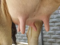 Krava, Swiss cattle — foto 2