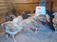 Chickens — الصورة 3