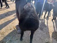 Ram, Sheep — photo 1