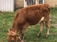 Lo’, Simmental cattle — sawirka 1