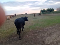 Cow, Cattle — photo 2